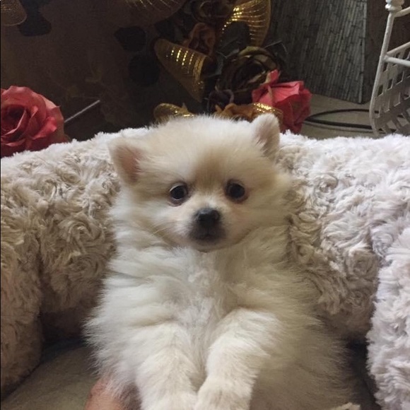 Meet your Posher, Ana - Picture 1 of 1